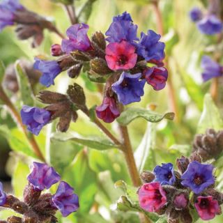 Diana Clare Pulmonaria Thumbnail